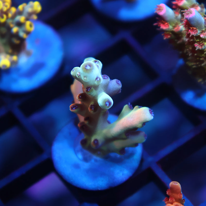 New Release TCK Rainbow Meltdown