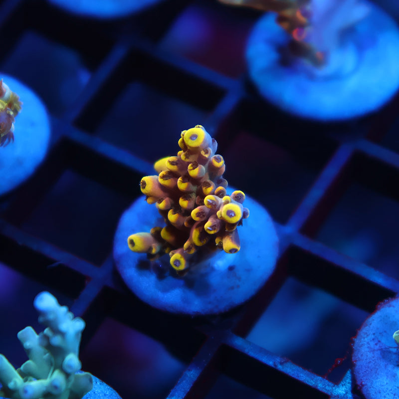 New Release TCK Lunar Shortcake