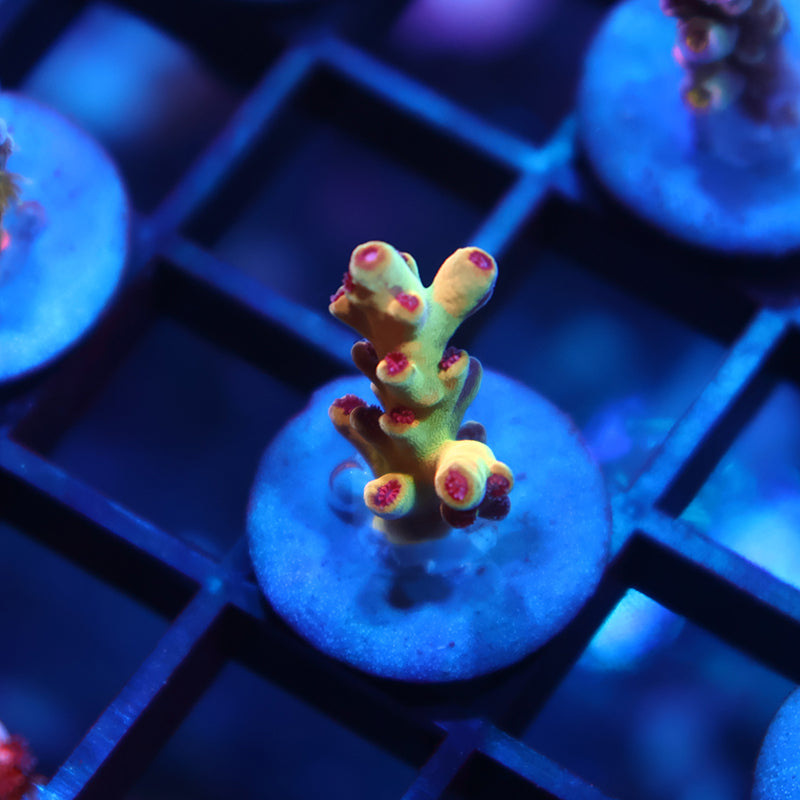 New Release TCK Avenger