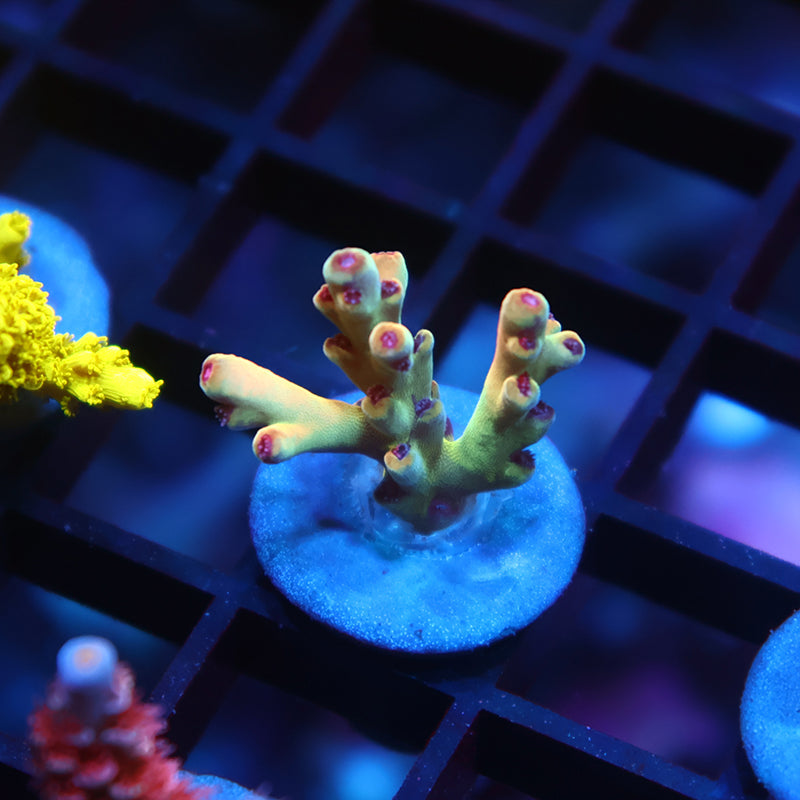 New Release TCK Avenger