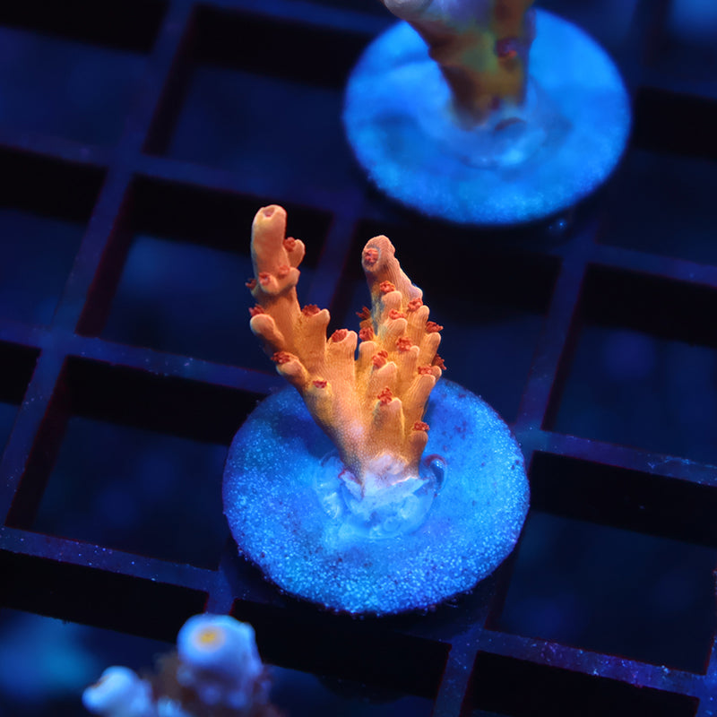 TCK Molten Core