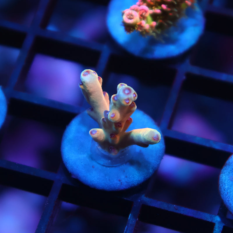 New Release TCK Rainbow Meltdown