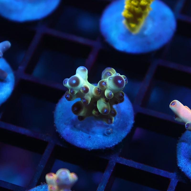 TCK New Release Ice Granulosa