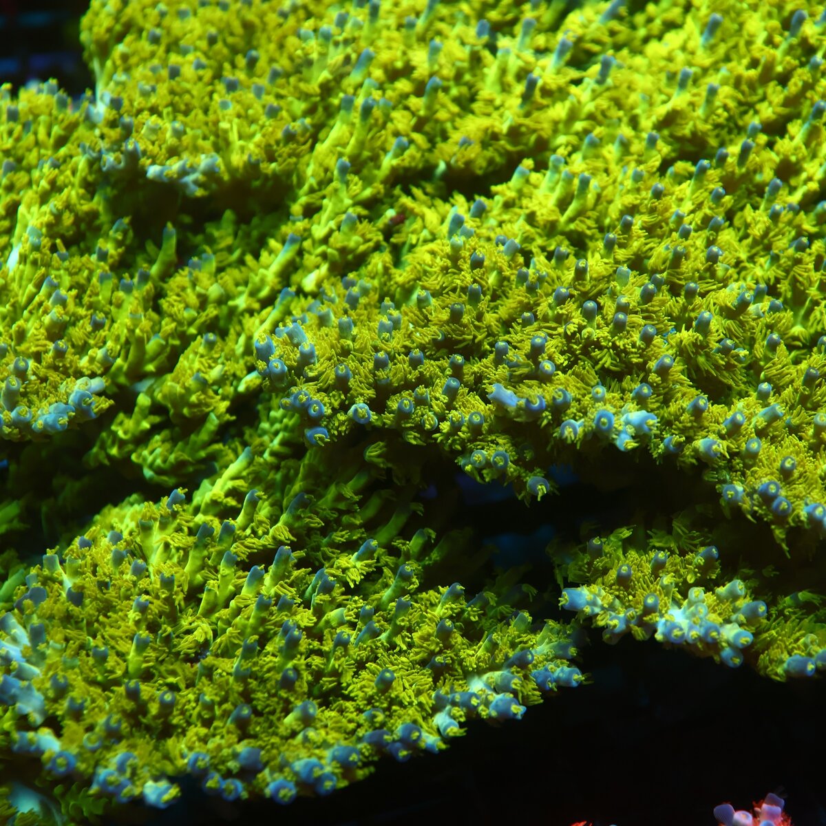 STOCK - RRC Marvin the Martian
