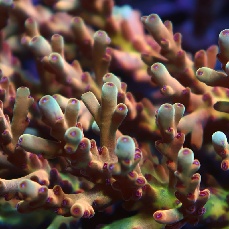 New Release TCK Rainbow Meltdown