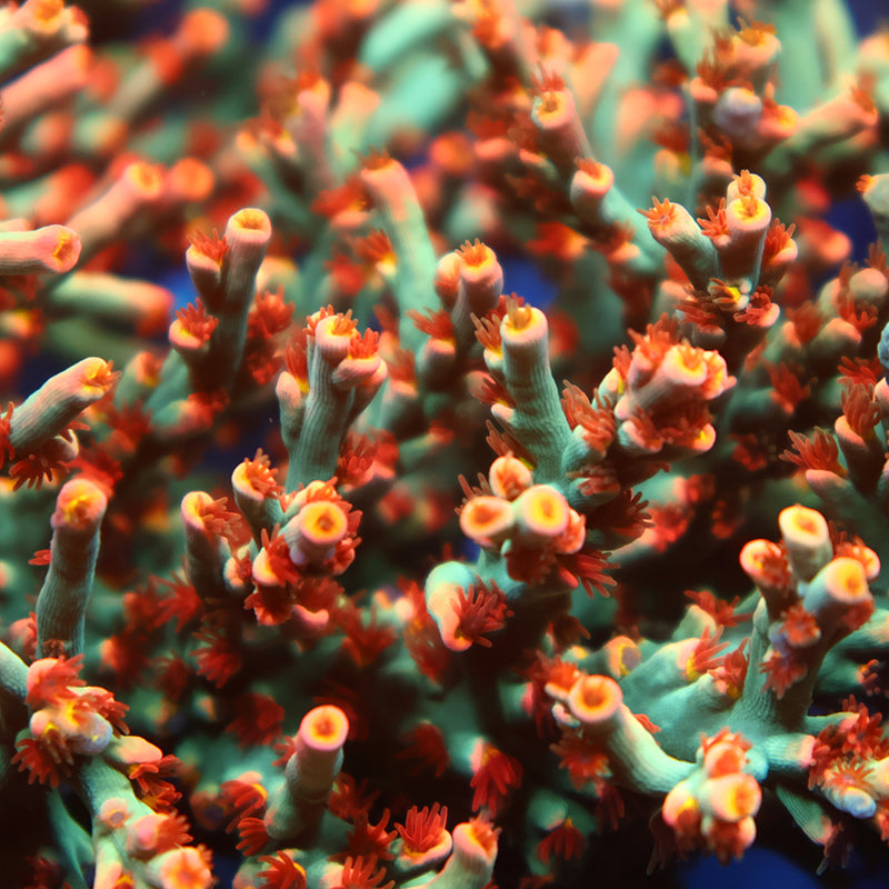 TCK Showstopper Speciosa