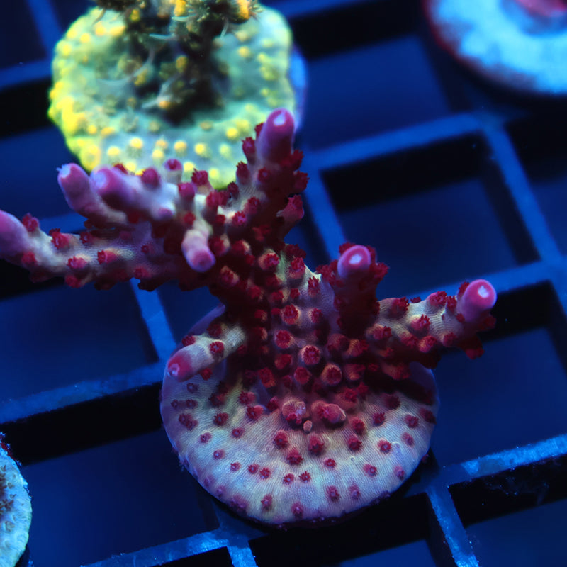 TCK Rainbow Delight – TCKCorals