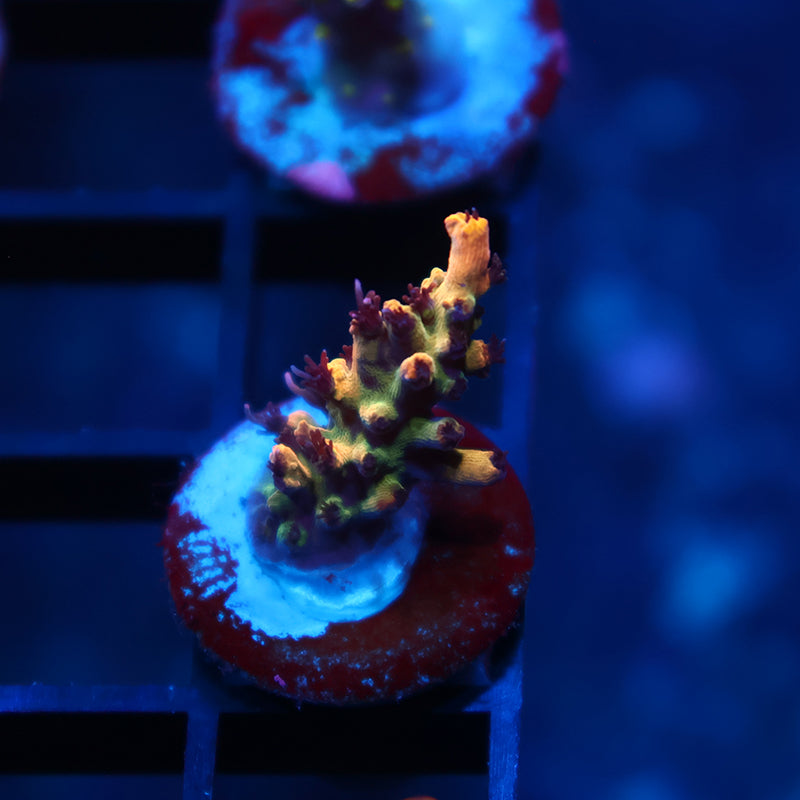 OG Tyree Pink Lemonade