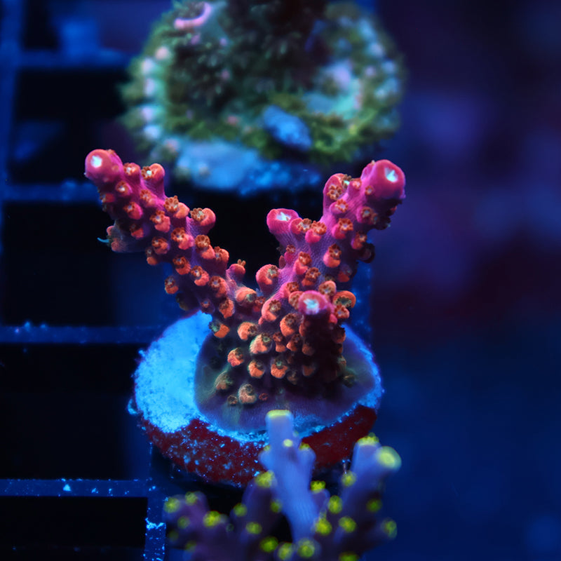 TCK Rainbow Fusion Stag