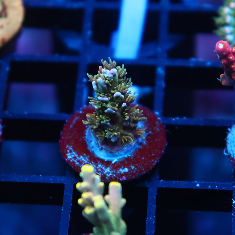 TCK Devastator Malaysia Tenuis