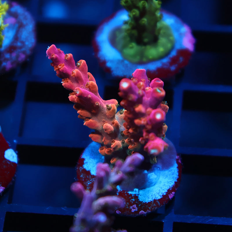 TCK Rainbow Fusion Stag