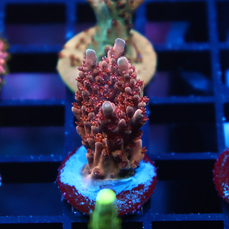 TCK Molten Core Acro