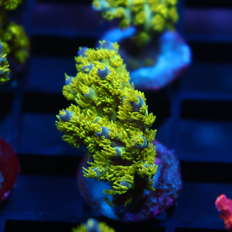 RRC Marvin The Martian