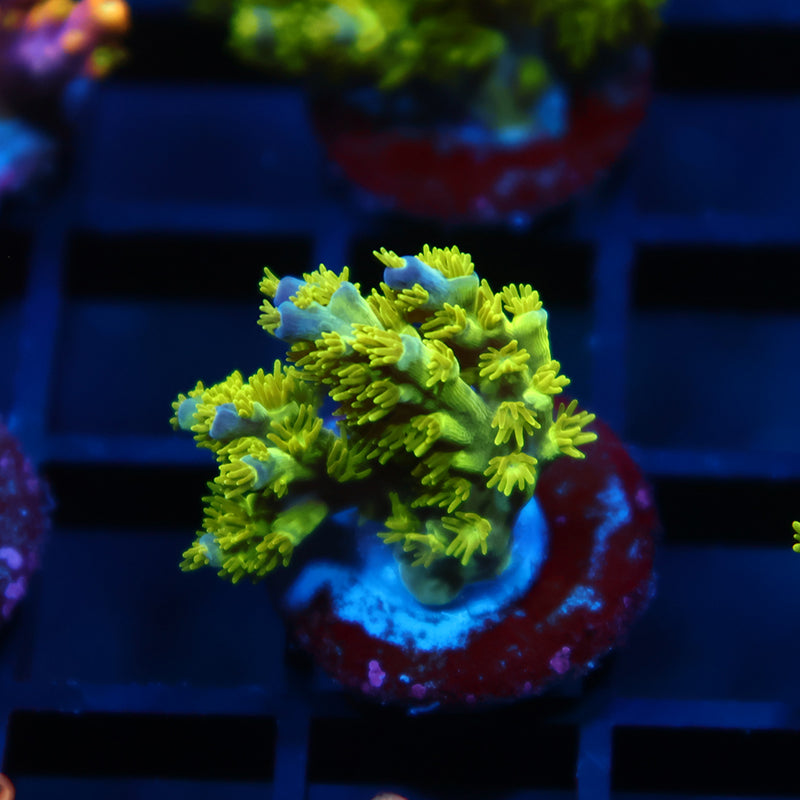 RRC Marvin The Martian