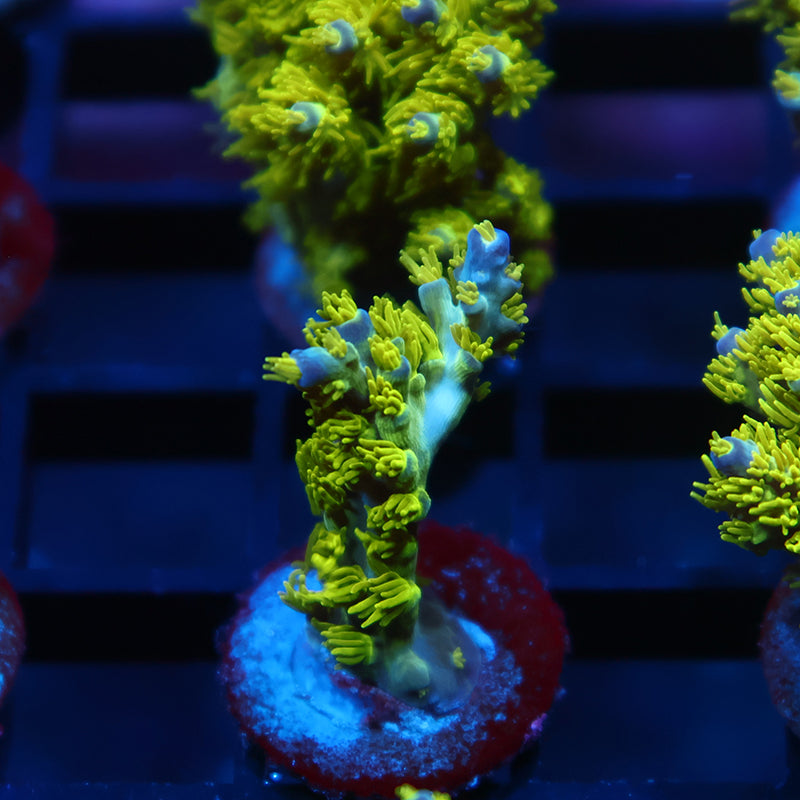 RRC Marvin The Martian