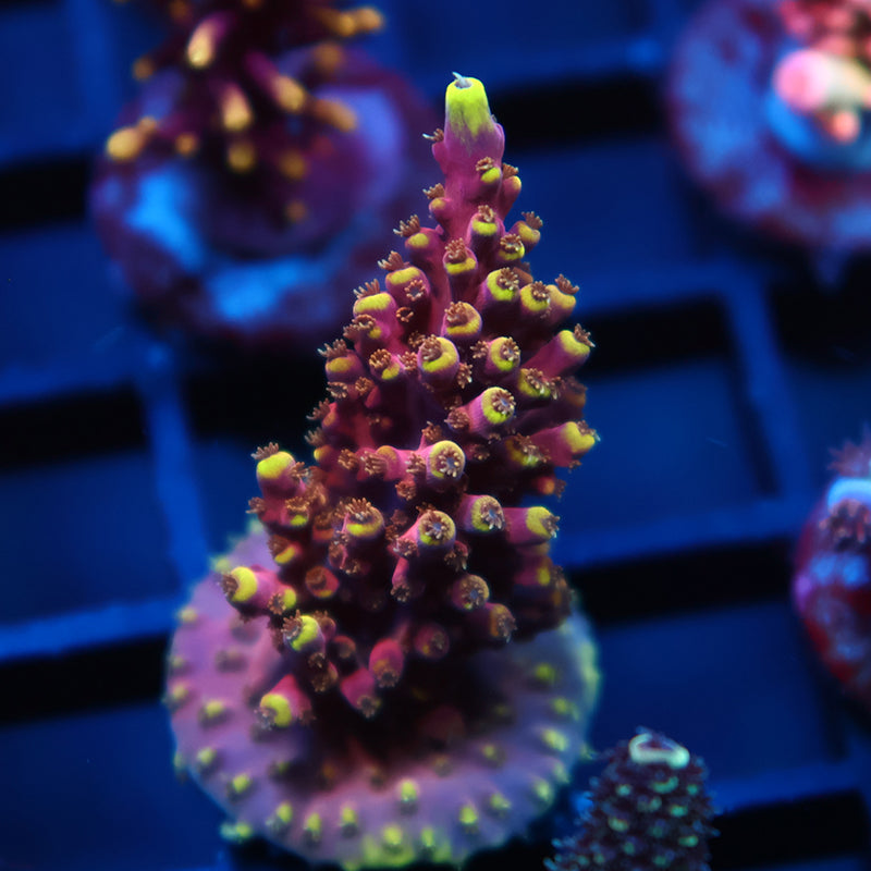 TCK New Dragon Acro – TCKCorals