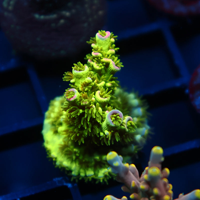 TCK Pineapple Express Malaysia Tenis