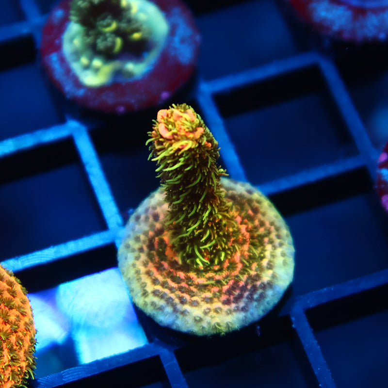 JF Solar Flare Milli