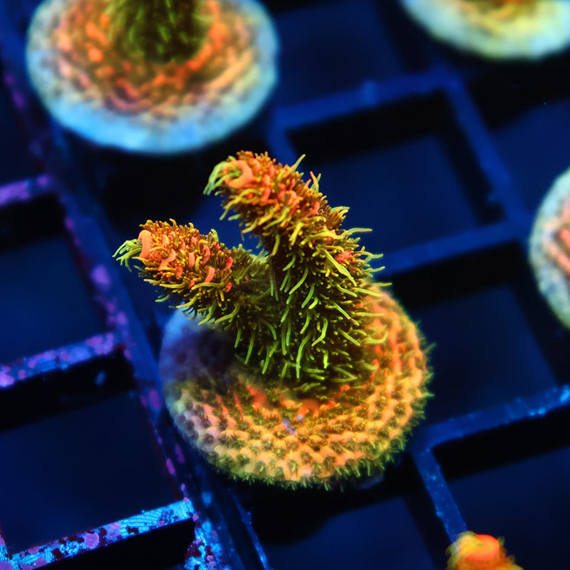 JF Solar Flare Milli