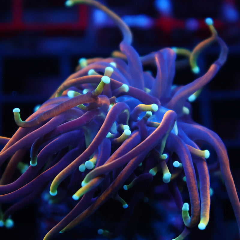 TCK Insane Long Tentacle Indo Gold Torch