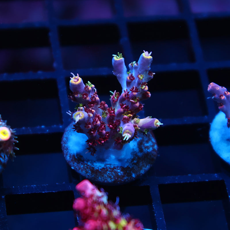 TCK Grafted Kaleidoscope