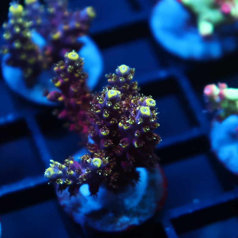 TCK Birthday Cake Acro