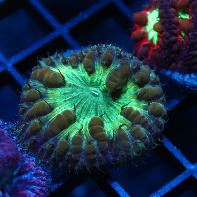 TCK Big Polyp Green Blasto