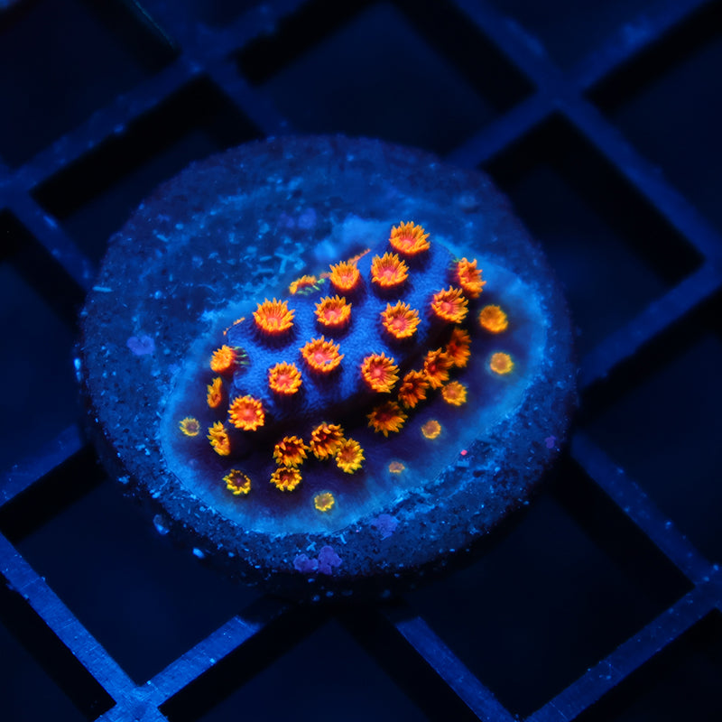 WWC Bizarro Cyphastrea