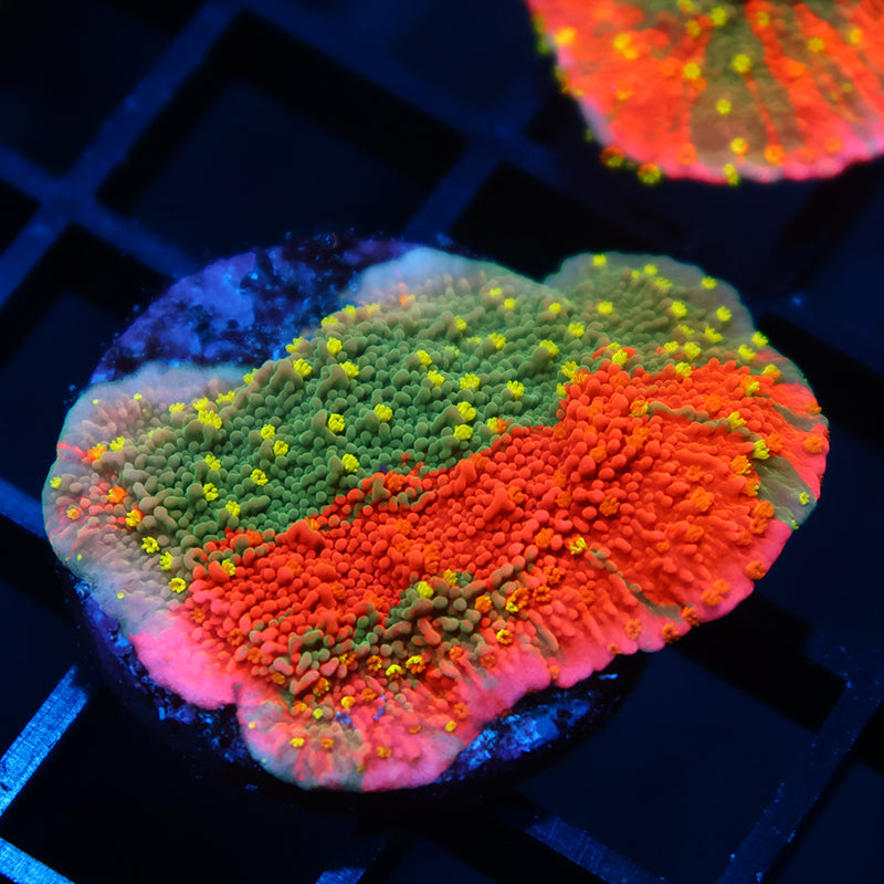 WWC Grafted Sunfire Cap