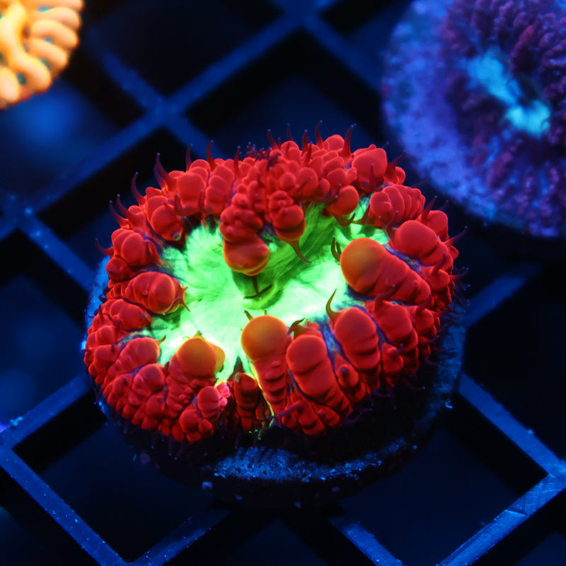 TCK Sour Apple Blasto