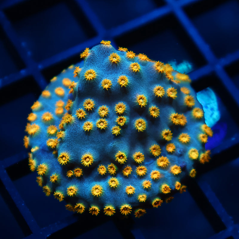 Zoolander Cyphastrea