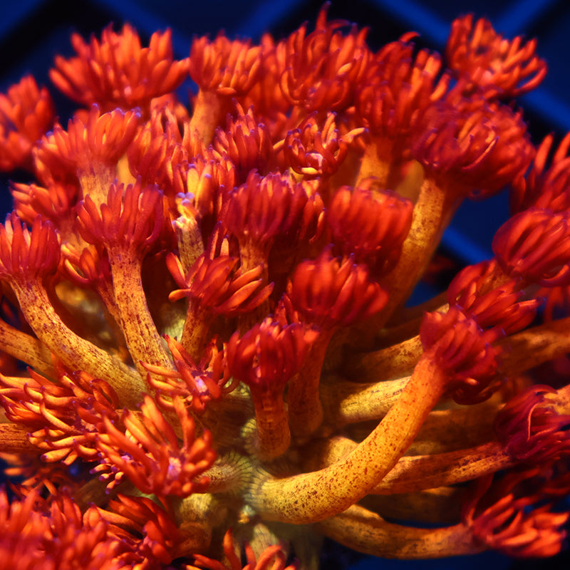 UC Amazeballs Goni Mini Colony