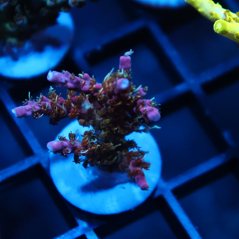TCK Pink Bear Acro