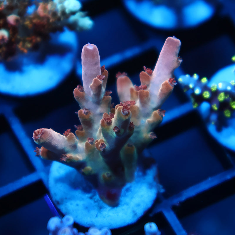 TCK Golden Granulosa