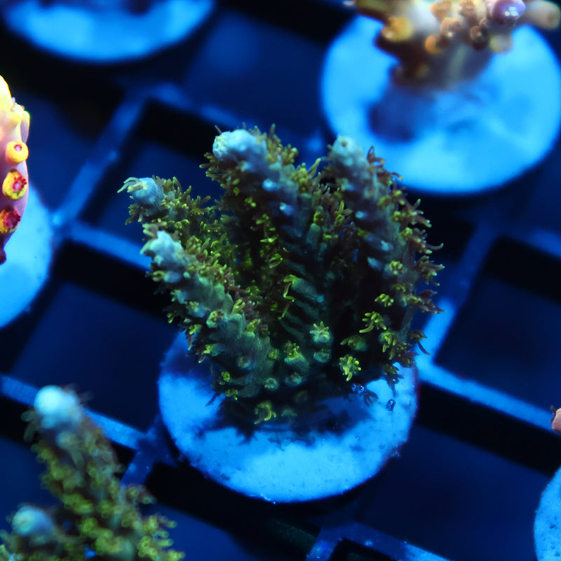 TCK Fuzzy Green Acro