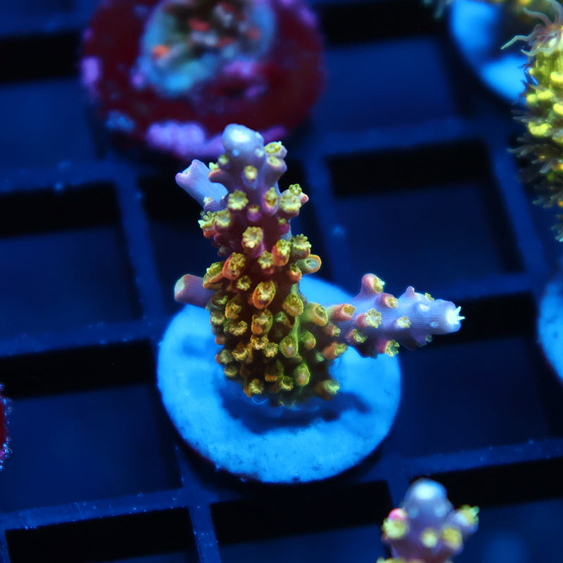 RR Rainbow Loom