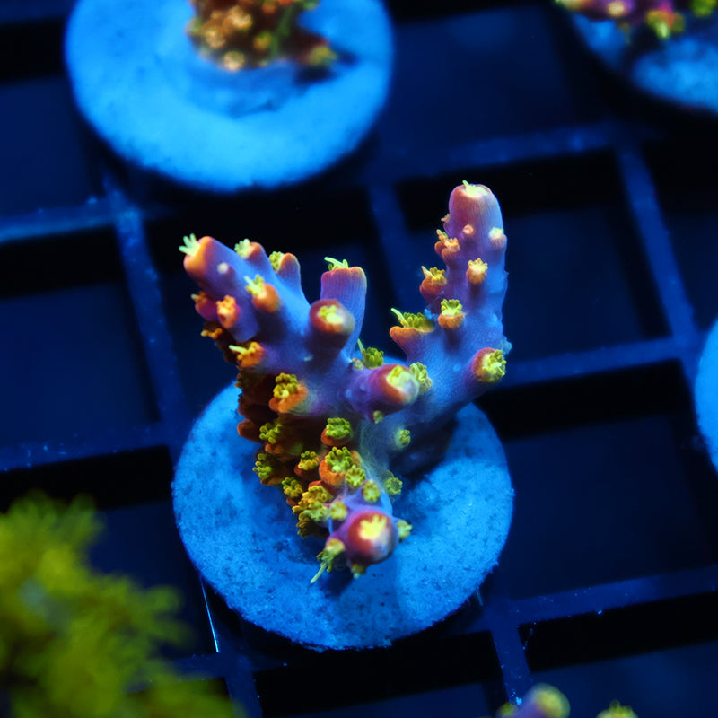 RR Rainbow Loom