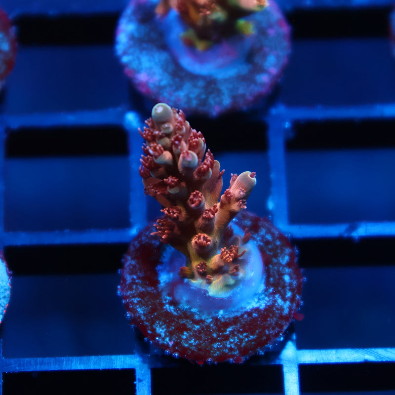 TCK Molten Core Acro