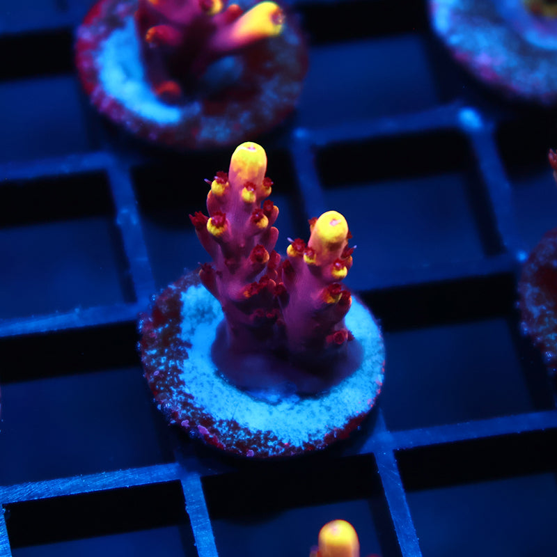 JF Fox Flame