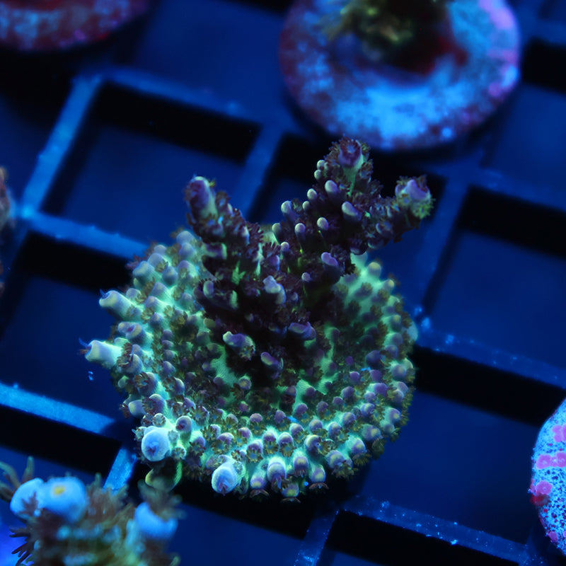TCK Berry Nasuta Acro