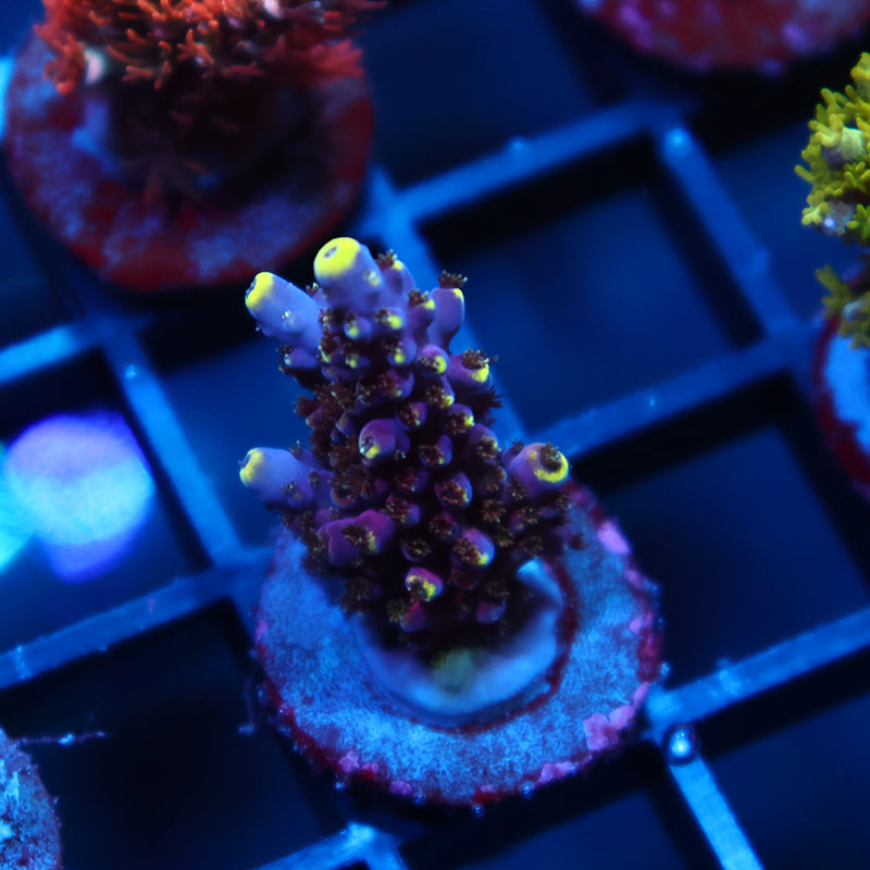 TCK Birthday Cake Acro