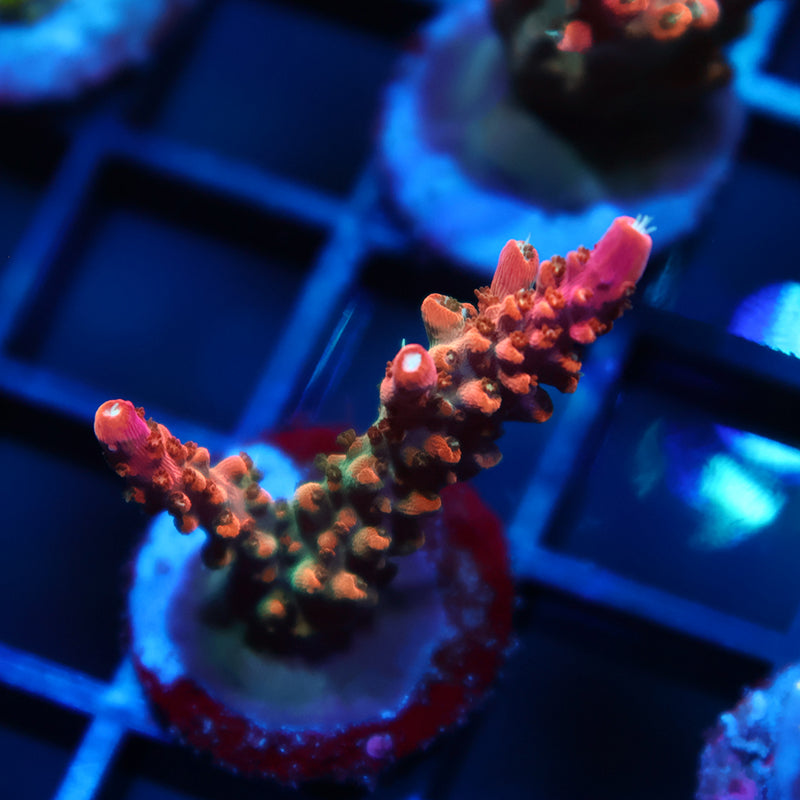 TCK Rainbow Fusion Stag