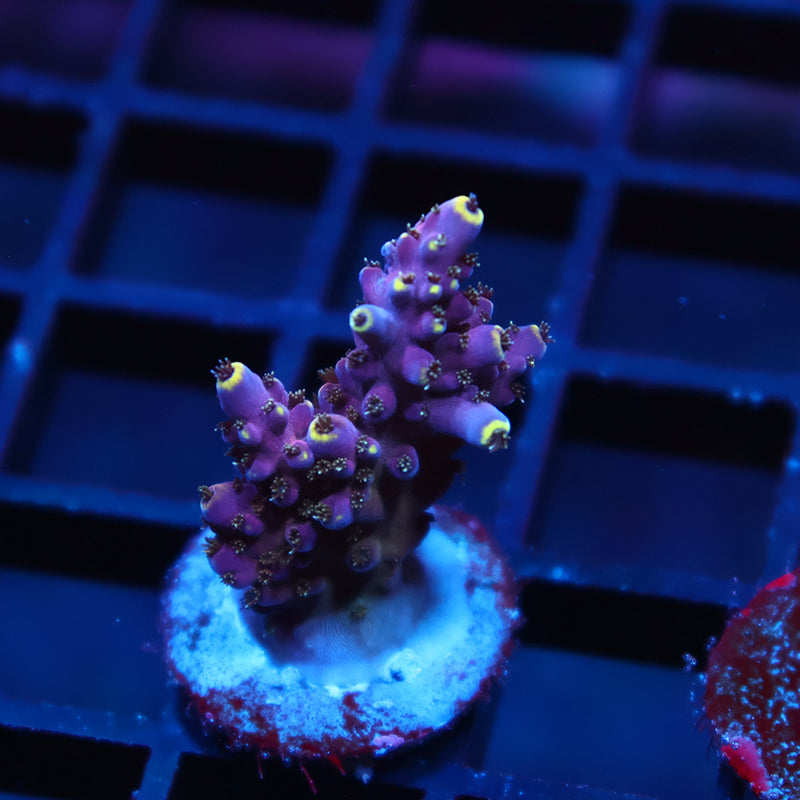 TCK Birthday Cake Acro