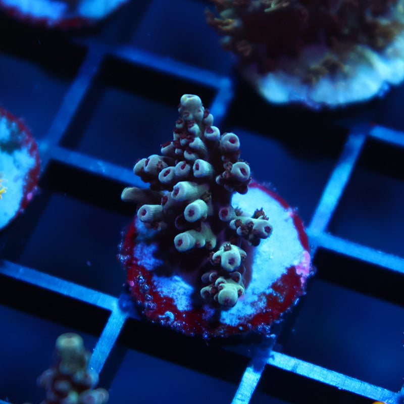 TCK Berry Nasuta Acro