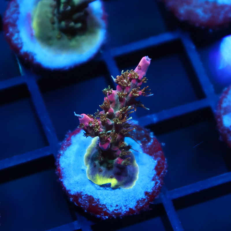 TCK Pink Bear Acro