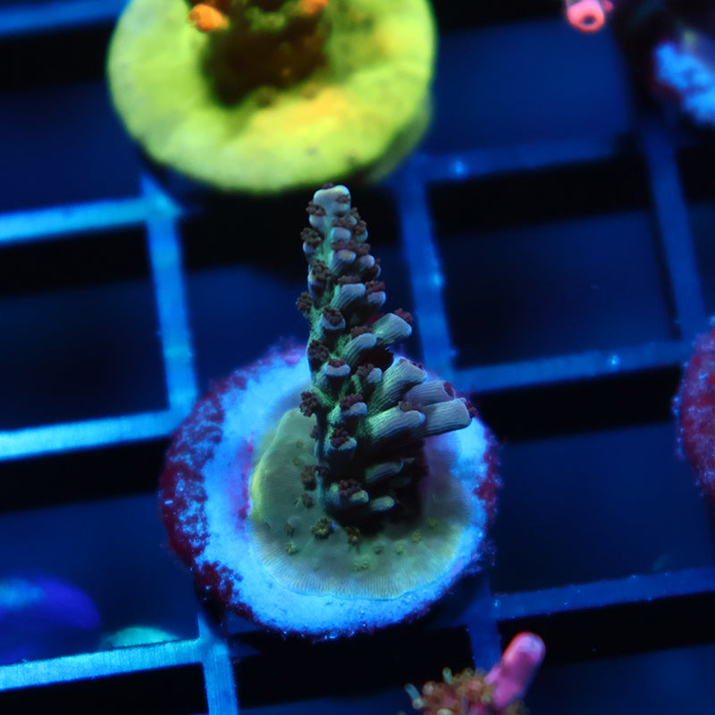TCK Berry Nasuta Acro