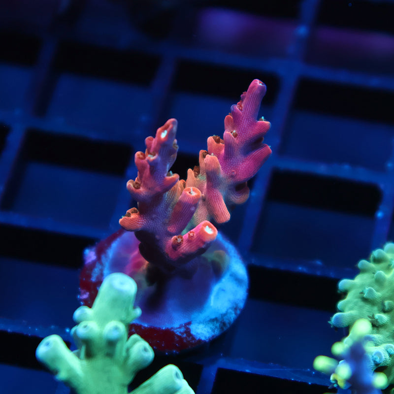TCK Rainbow Fusion Stag