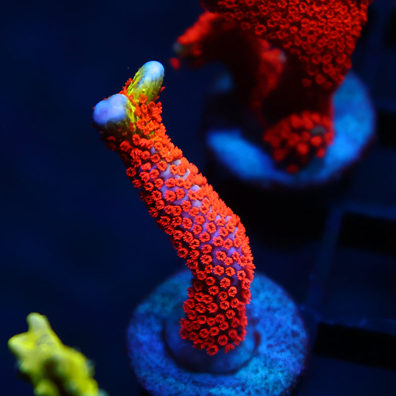 Bubble Gum Digi