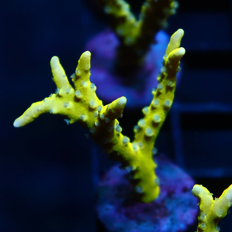 Green Goblin Anacropora