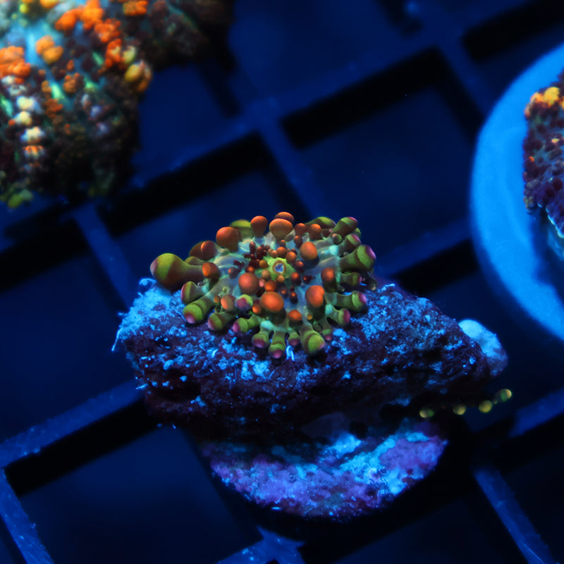 TCK Baby Godzilla Mushroom